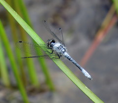 Nannothemis bella