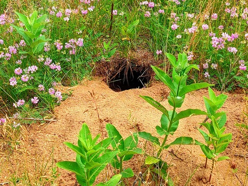 American Badger photographed in Wisconsin
