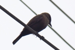 Pyrocephalus rubinus obscurus