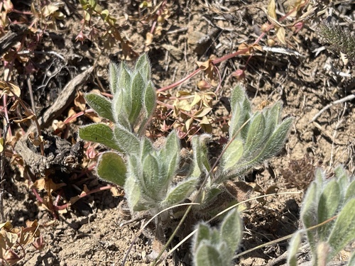 Golden aster foliage