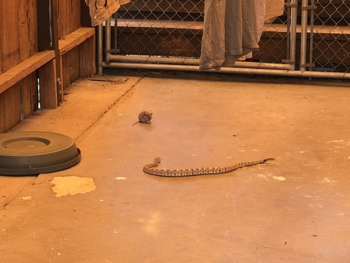 iNaturalist observation photo of Desert Woodrat