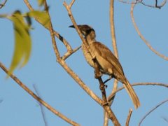Philemon buceroides