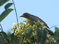 Stomiopera unicolor