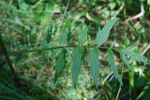 Image of Valeriana stolonifera by (c) Patrick Hacker, some rights reserved (CC BY)