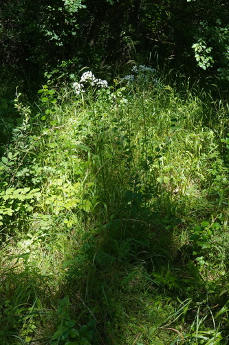 Image of Valeriana stolonifera by (c) Patrick Hacker, some rights reserved (CC BY)