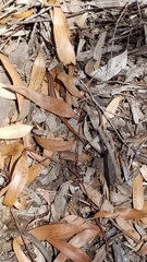 Plestiodon skiltonianus interparietalis