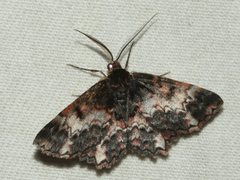 Hypodoxa horridata