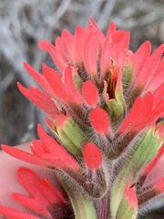 Castilleja chromosa