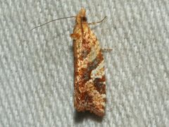 Epitymbia isoscelana
