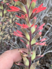 Castilleja chromosa