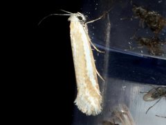 Mesopherna palustris