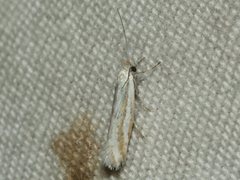 Mesopherna palustris