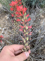 Castilleja chromosa
