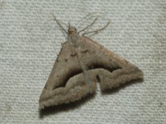 Dichromodes euscia