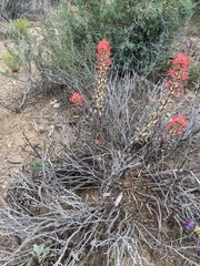 Castilleja chromosa