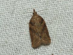 Coeloptera