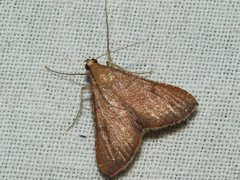Endotricha ignealis