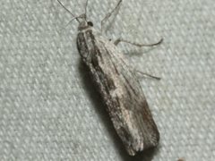 Catoryctis sciastis
