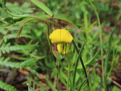 Crotalaria purshii