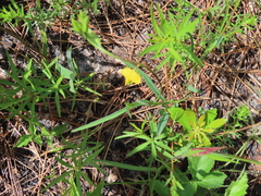 Crotalaria purshii