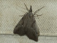 Phrixocomes ophiucha