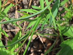Crotalaria purshii