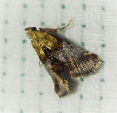 Cacozelia basiochrealis
