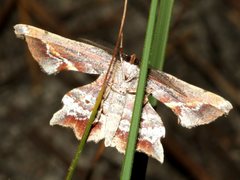 Proboloptera embolias