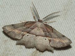 Proboloptera embolias