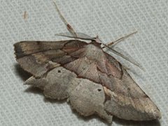 Proboloptera embolias