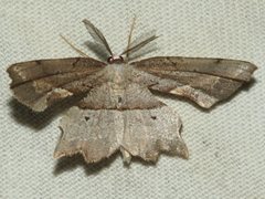 Proboloptera embolias