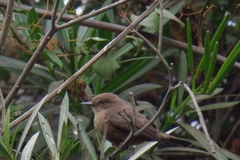 Pyrocephalus rubinus obscurus