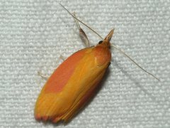 Wingia hesperidella