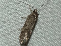 Ericrypsina chorodoxa