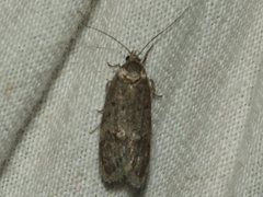 Ericrypsina chorodoxa