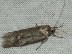 Ericrypsina chorodoxa