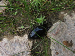 Hydrophilus aterrimus