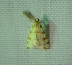Conchylodes octonalis