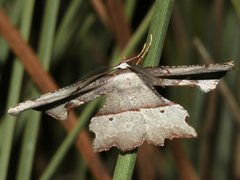 Proboloptera embolias