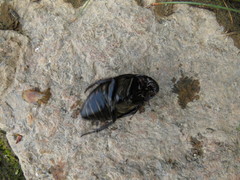 Hydrophilus aterrimus