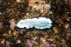 Pseudoceros monostichos