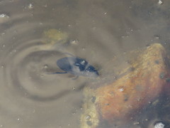 Hydrophilus aterrimus