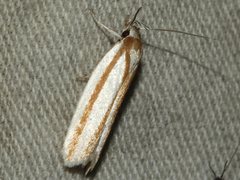 Xylorycta parabolella