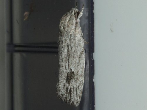 Agriophara gravis