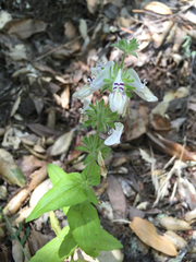Collinsia tinctoria