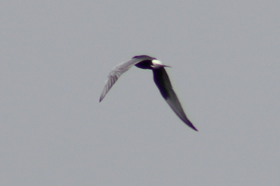 White-winged Tern