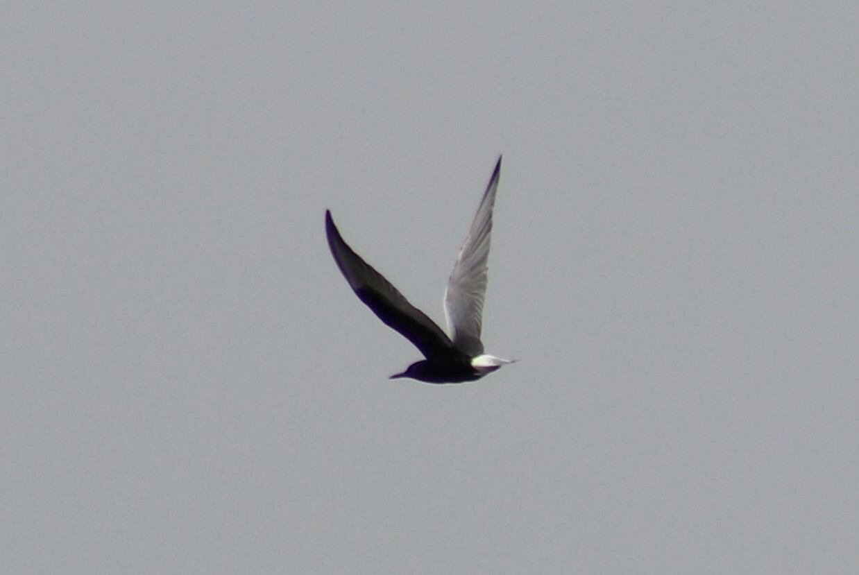 White-winged Tern
