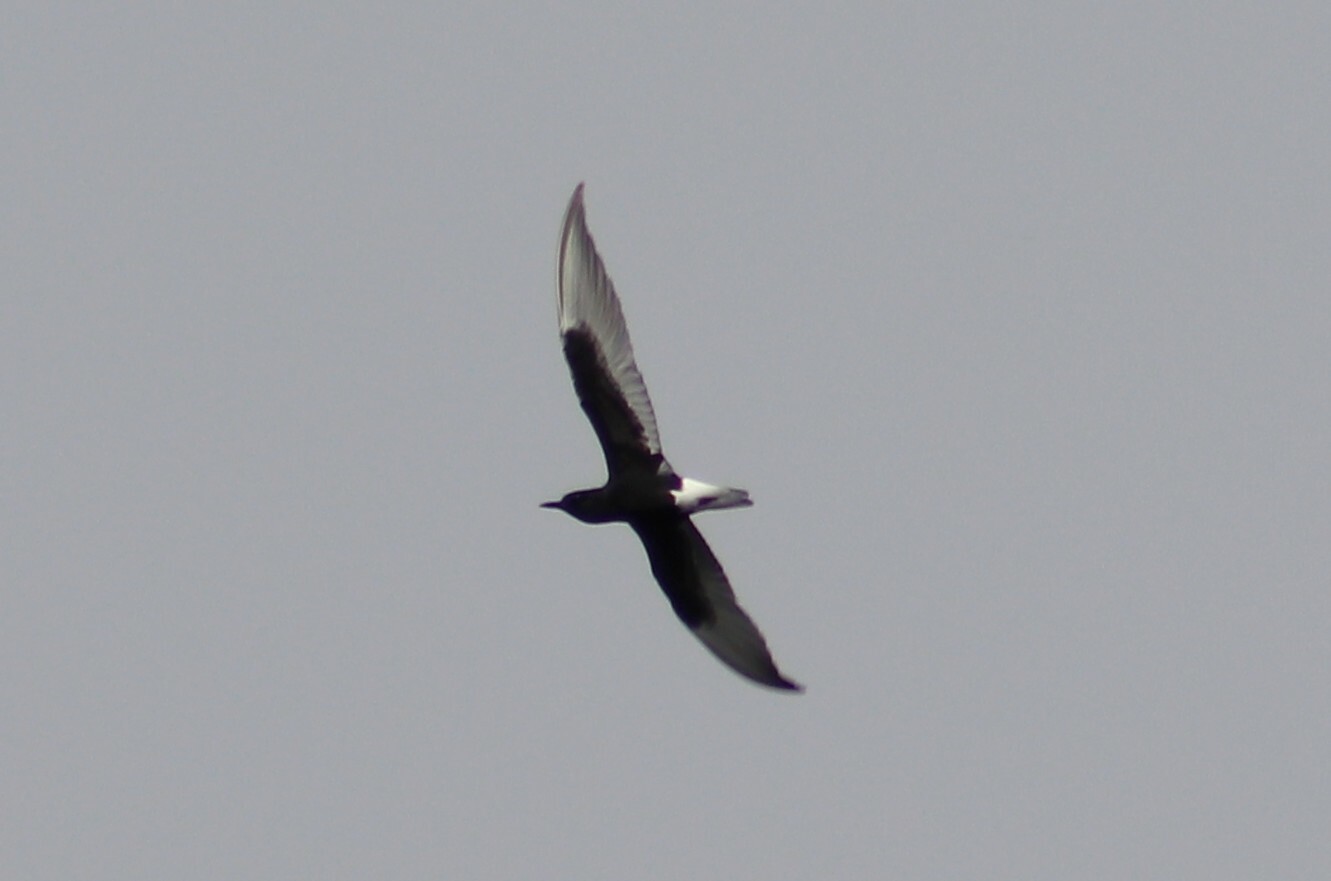 White-winged Tern
