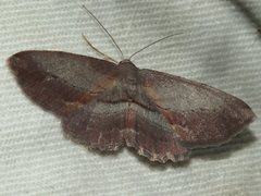 Hypomecis pallidiscaria