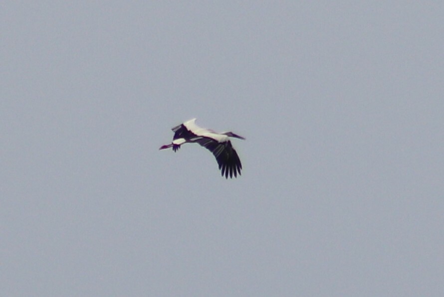 Oriental Stork